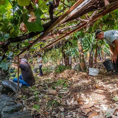 Casas Da Luz By Homie Ponta do Sol (Madeira)