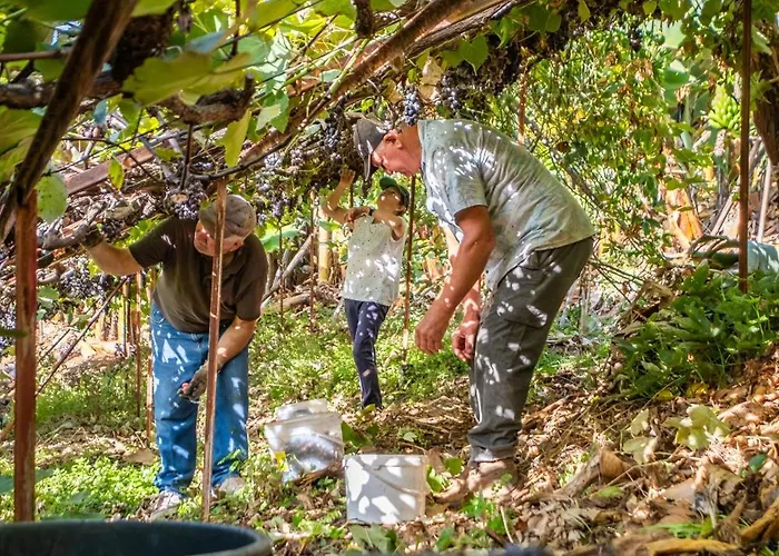 ファームステイ Casas Da Luz By Homie *