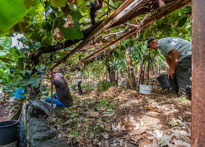 Casas Da Luz By Homie Ponta do Sol (Madeira)